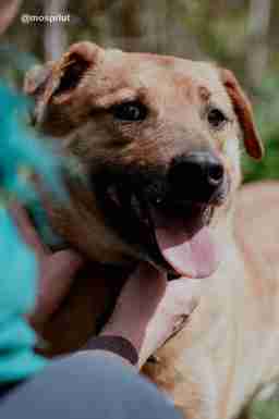 Приют для бездомных животных в Москве и Московской области | Взять собаку или кошку из приюта - mospriut