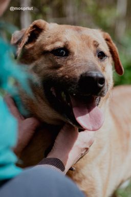 собака Руди из приюта ищет дом