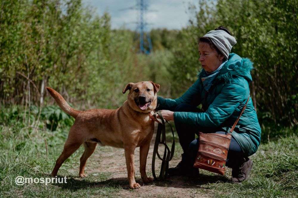 СОБАКА РУДИ  из приюта Щербинка для бездомных животных, Москва и Московская область | mospriut