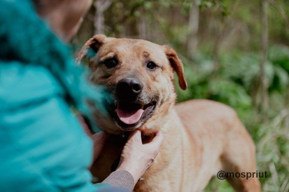 СОБАКА РУДИ  из приюта Щербинка для бездомных животных, Москва и Московская область | mospriut