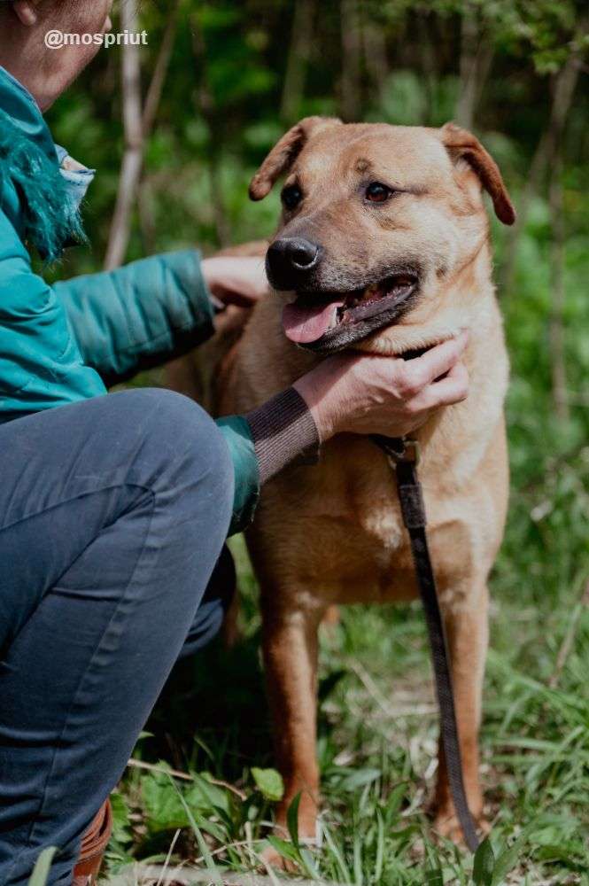 СОБАКА РУДИ  из приюта Щербинка для бездомных животных, Москва и Московская область | mospriut
