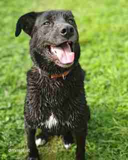 Приют для бездомных животных в Москве и Московской области | Взять собаку или кошку из приюта - mospriut