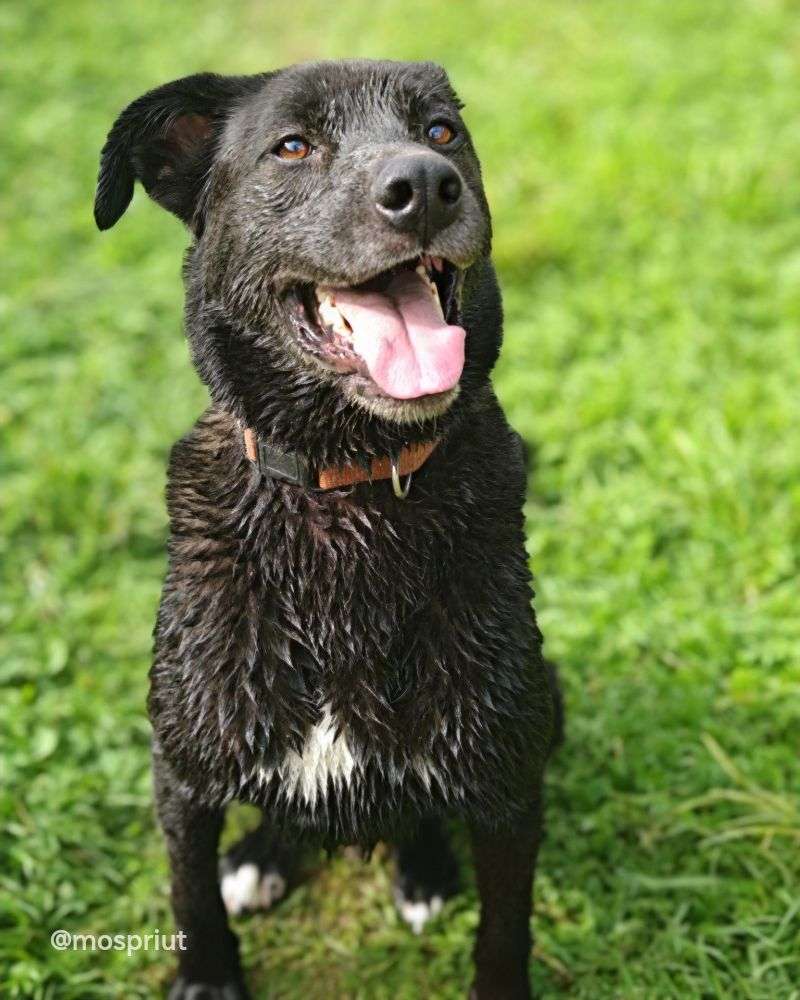 СОБАКА ДЖЕЙ   из приюта Щербинка для бездомных животных, Москва и Московская область | mospriut