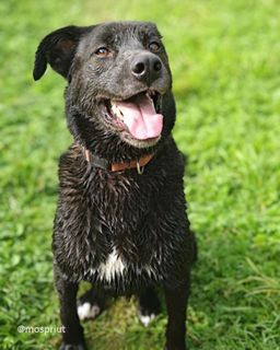 собака Джей  из приюта ищет дом