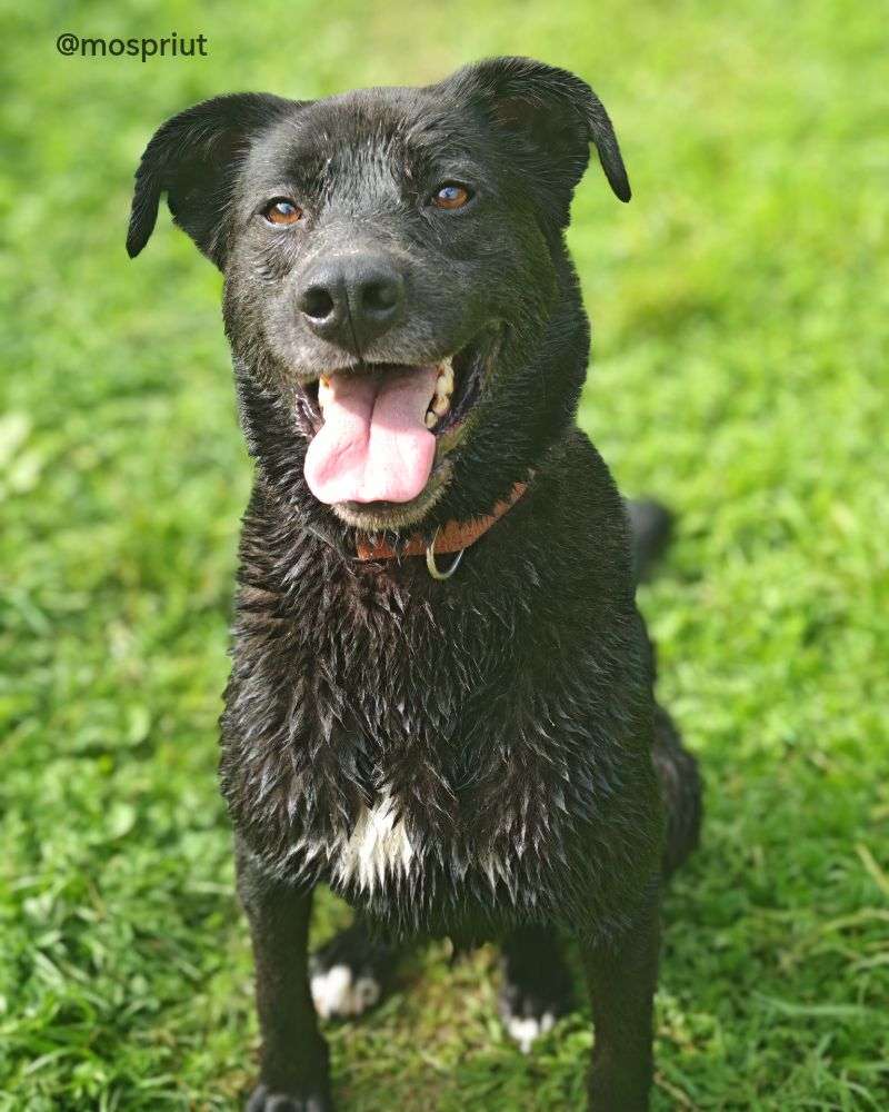 СОБАКА ДЖЕЙ   из приюта Щербинка для бездомных животных, Москва и Московская область | mospriut