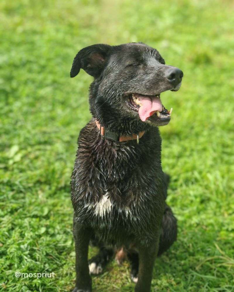 СОБАКА ДЖЕЙ   из приюта Щербинка для бездомных животных, Москва и Московская область | mospriut