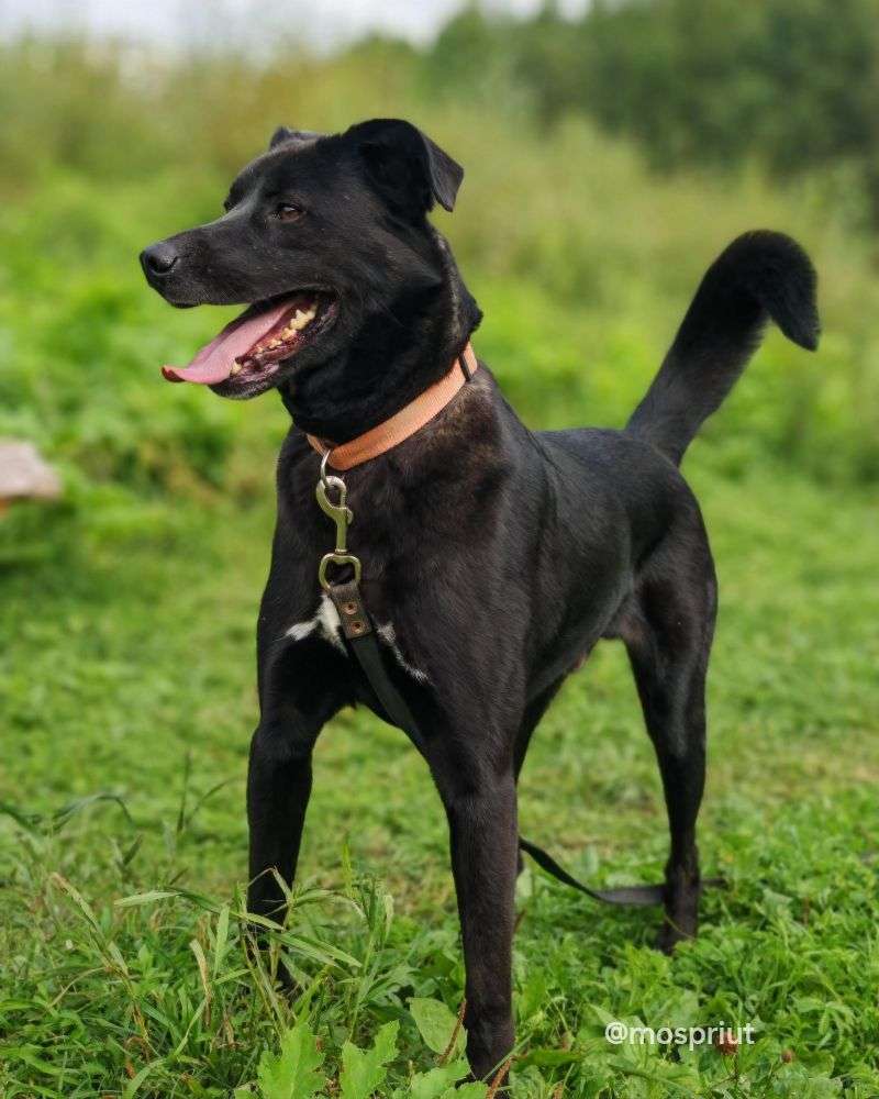 СОБАКА ДЖЕЙ   из приюта Щербинка для бездомных животных, Москва и Московская область | mospriut