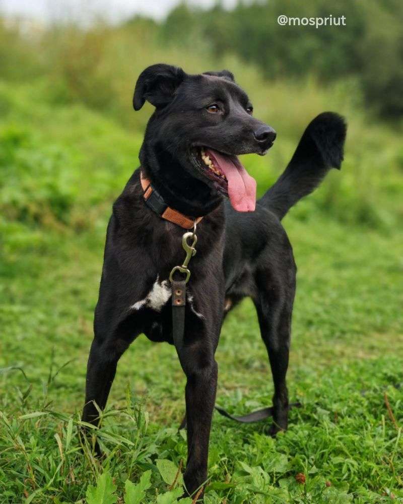 СОБАКА ДЖЕЙ   из приюта Щербинка для бездомных животных, Москва и Московская область | mospriut