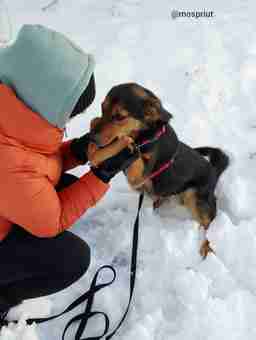 Приют для бездомных животных в Москве и Московской области | Взять собаку или кошку из приюта - mospriut