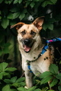 собака Дёма из приюта ищет дом