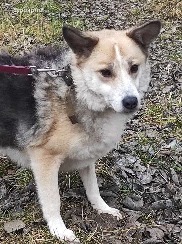 СОБАКА СОФИЯ  из приюта Щербинка для бездомных животных, Москва и Московская область | mospriut