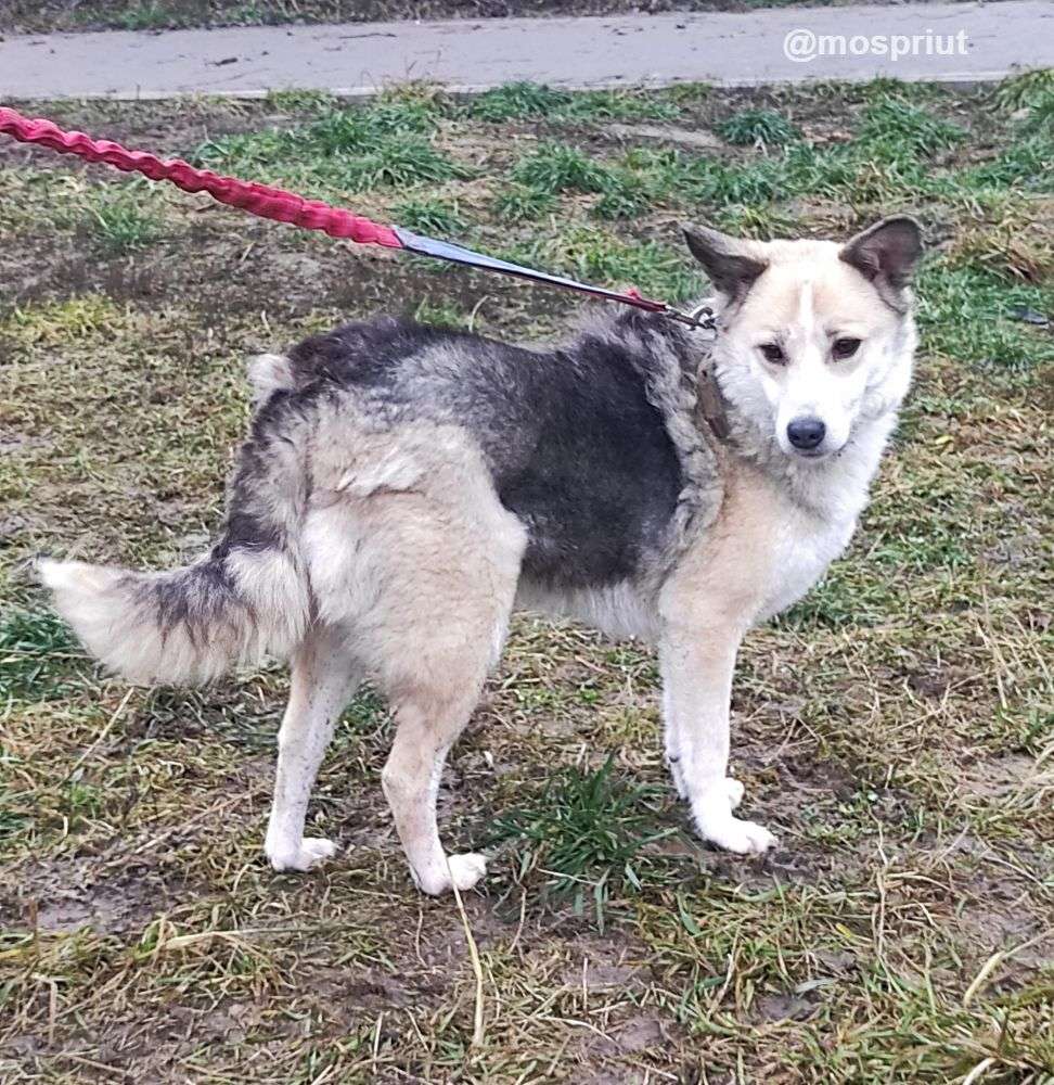 СОБАКА СОФИЯ  из приюта Щербинка для бездомных животных, Москва и Московская область | mospriut