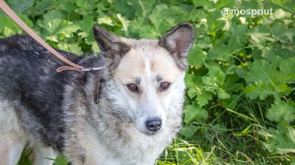 СОБАКА СОФИЯ  из приюта Щербинка для бездомных животных, Москва и Московская область | mospriut