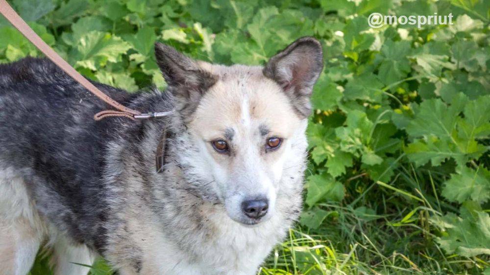 собака София  из приюта  для бездомных животных (собаки и кошки), Москва и Московская область