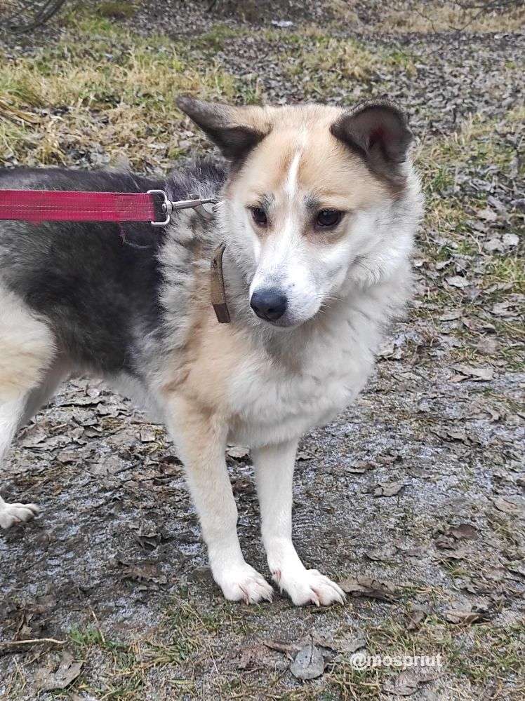 СОБАКА СОФИЯ  из приюта Щербинка для бездомных животных, Москва и Московская область | mospriut