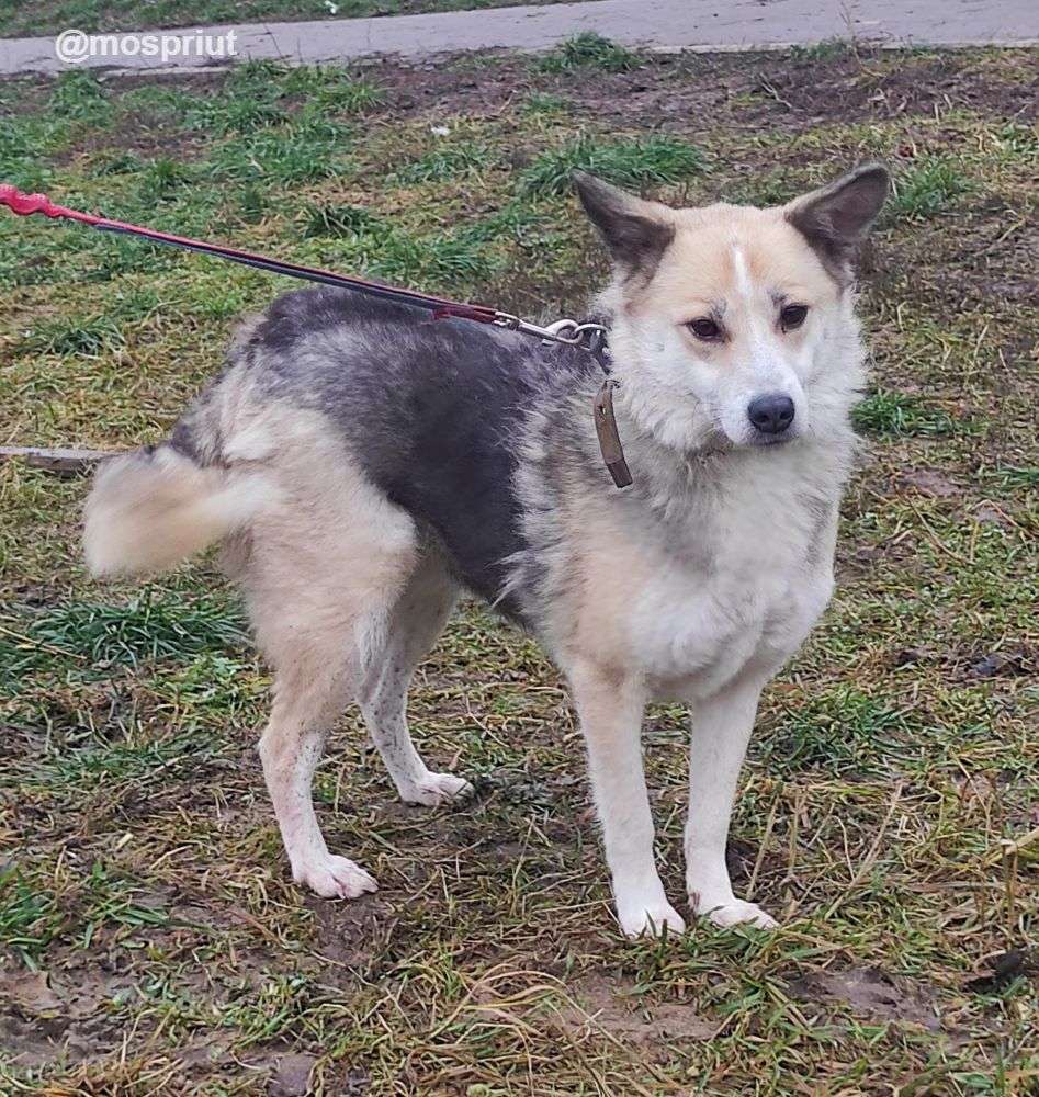 СОБАКА СОФИЯ  из приюта Щербинка для бездомных животных, Москва и Московская область | mospriut