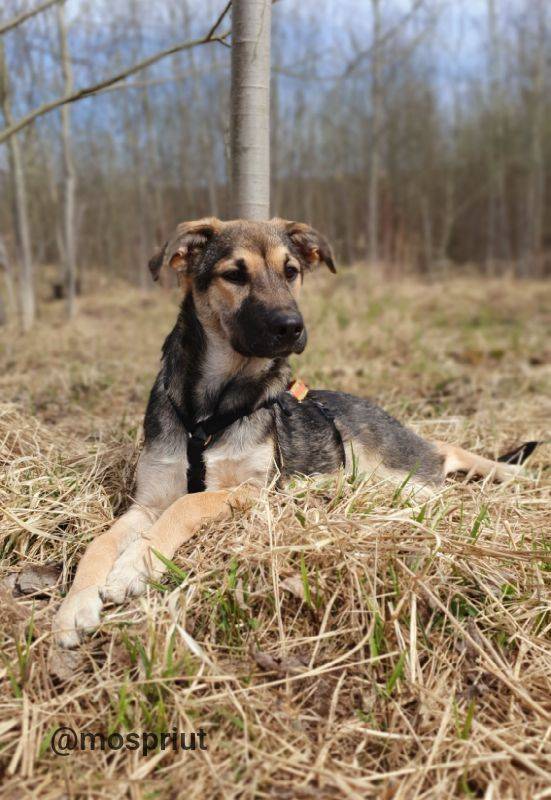 Джереми из приюта Москвы и области ищет дом