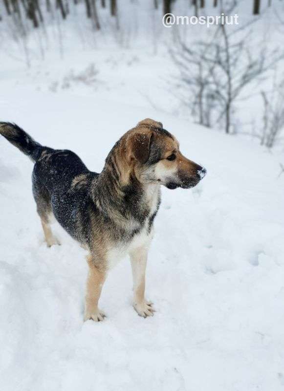 СОБАКА ДЖЕРЕМИ  из приюта Щербинка для бездомных животных, Москва и Московская область | mospriut
