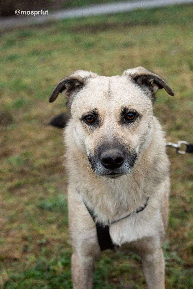 СОБАКА ЧЕСТЕР  из приюта Щербинка для бездомных животных, Москва и Московская область | mospriut