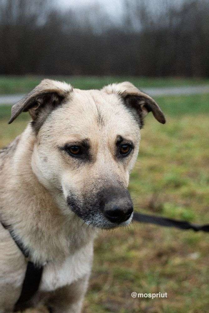 СОБАКА ЧЕСТЕР  из приюта Щербинка для бездомных животных, Москва и Московская область | mospriut