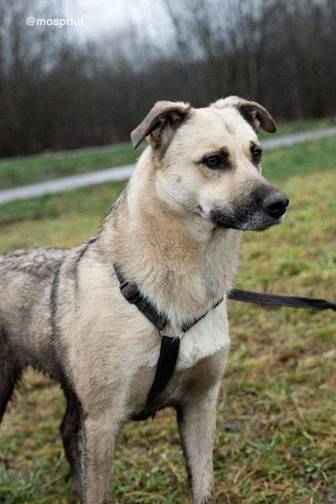 СОБАКА ЧЕСТЕР  из приюта Щербинка для бездомных животных, Москва и Московская область | mospriut