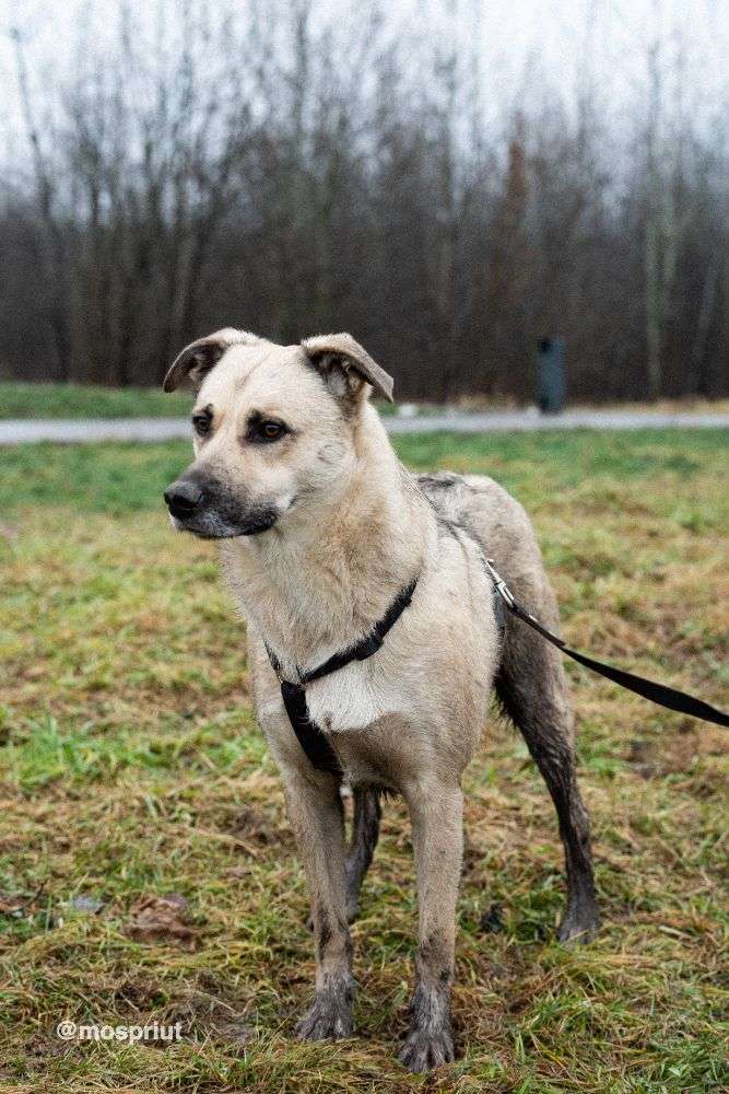 СОБАКА ЧЕСТЕР  из приюта Щербинка для бездомных животных, Москва и Московская область | mospriut