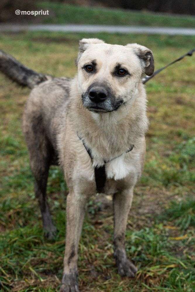 СОБАКА ЧЕСТЕР  из приюта Щербинка для бездомных животных, Москва и Московская область | mospriut