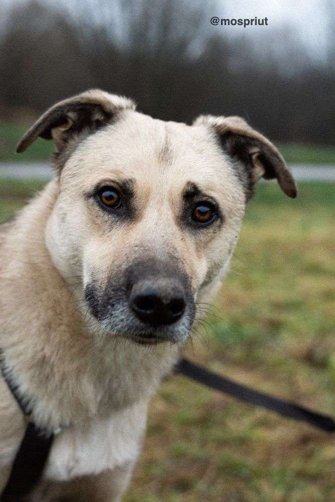 СОБАКА ЧЕСТЕР  из приюта Щербинка для бездомных животных, Москва и Московская область | mospriut