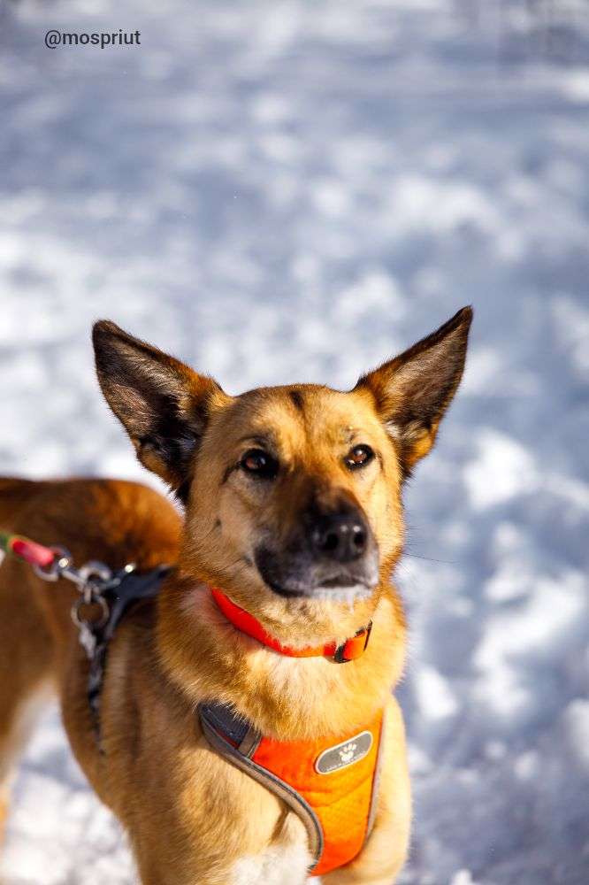 СОБАКА ИРИСКА   из приюта Щербинка для бездомных животных, Москва и Московская область | mospriut