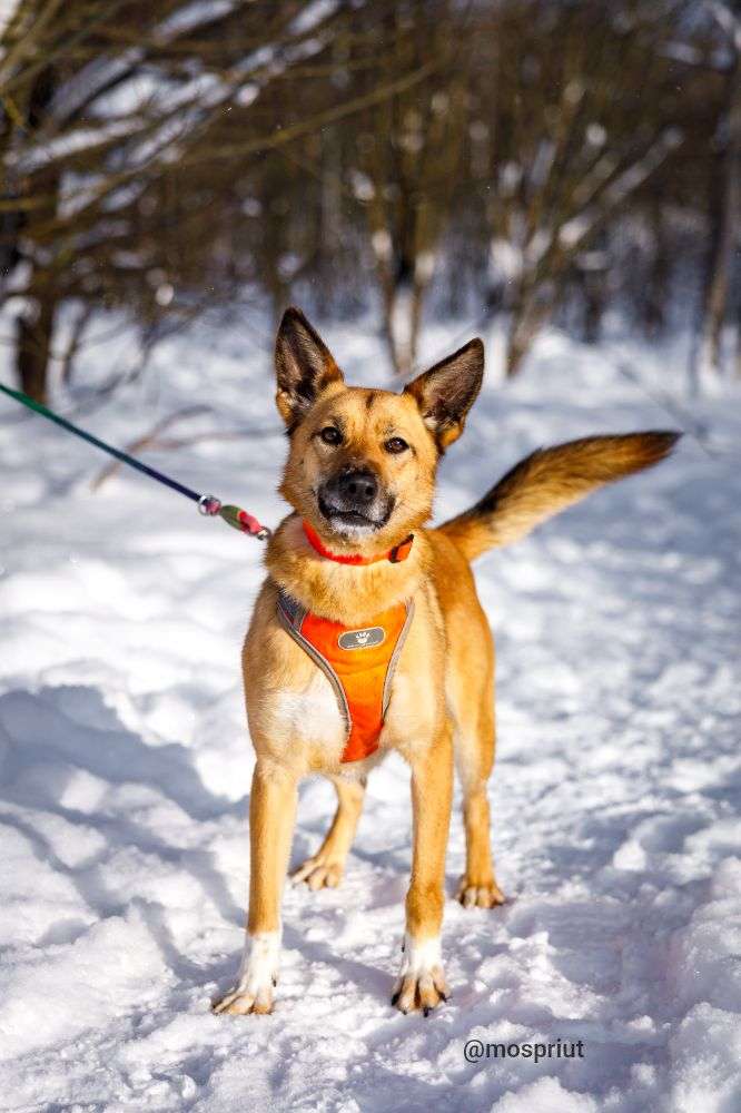 СОБАКА ИРИСКА   из приюта Щербинка для бездомных животных, Москва и Московская область | mospriut