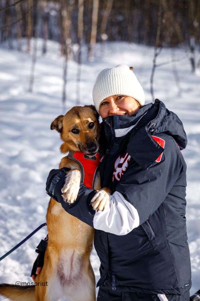 СОБАКА ИРИСКА   из приюта Щербинка для бездомных животных, Москва и Московская область | mospriut