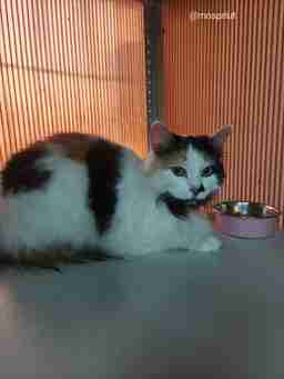 Приют для бездомных животных в Москве и Московской области | Взять собаку или кошку из приюта - mospriut