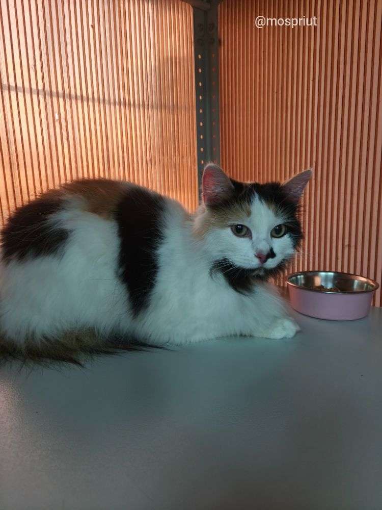 КОШКА МАСЯ  из приюта Щербинка для бездомных животных, Москва и Московская область | mospriut