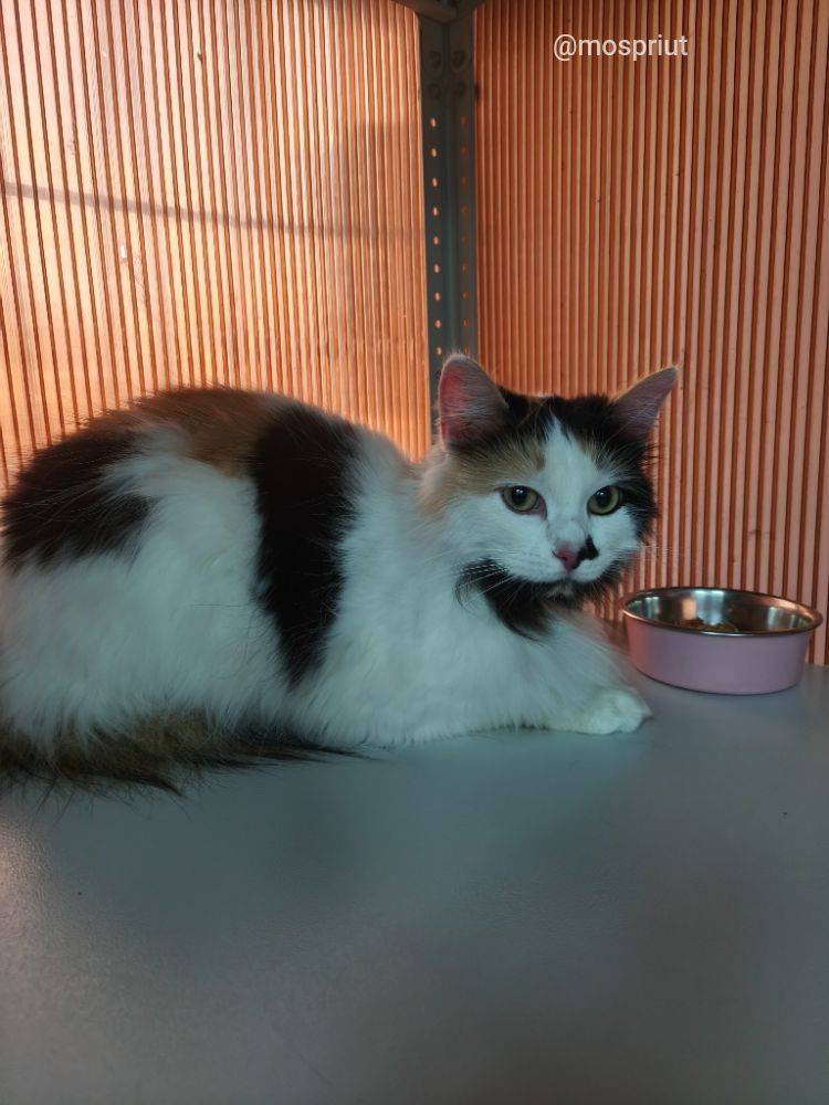 кошка Мася  приюта для бездомных животных