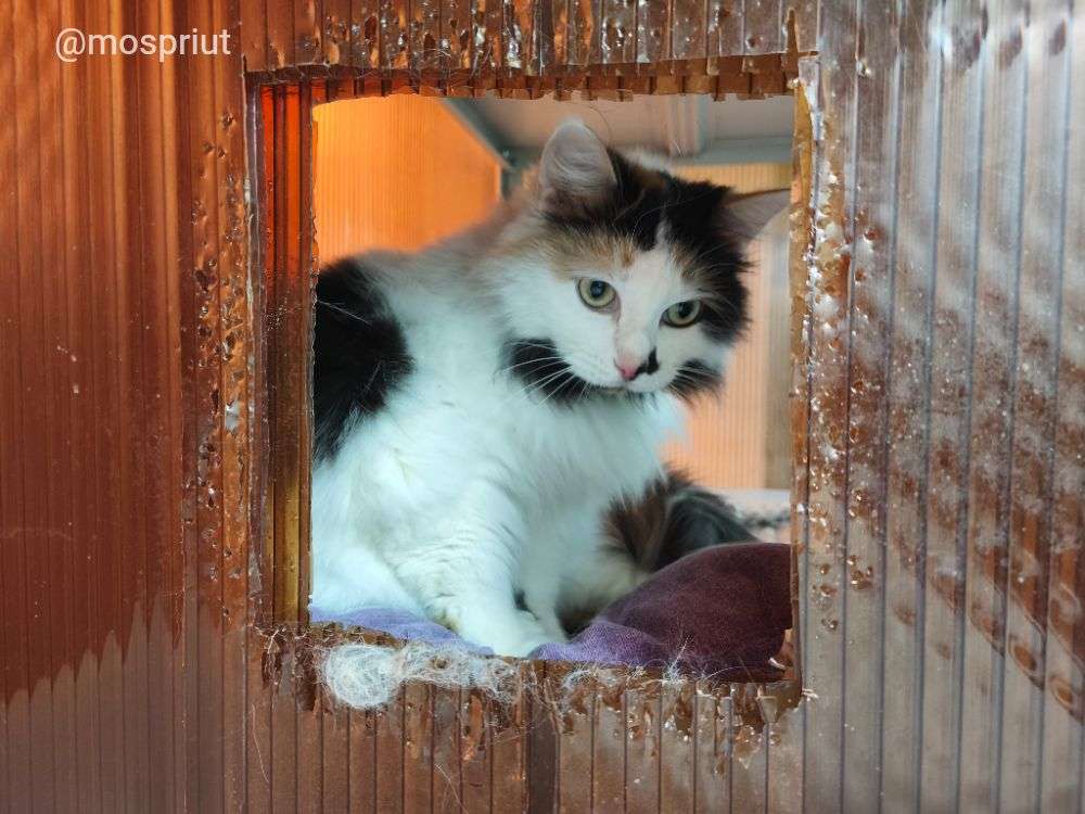 КОШКА МАСЯ  из приюта Щербинка для бездомных животных, Москва и Московская область | mospriut