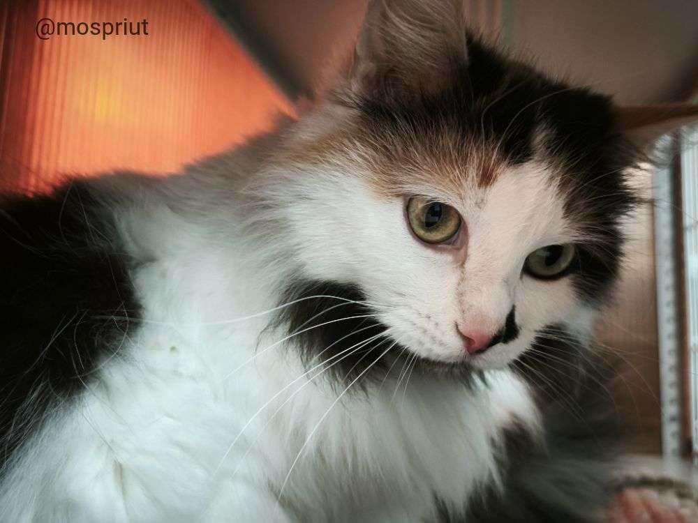 КОШКА МАСЯ  из приюта Щербинка для бездомных животных, Москва и Московская область | mospriut