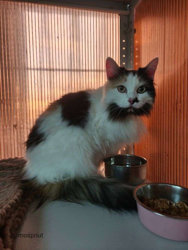 КОШКА МАСЯ  из приюта Щербинка для бездомных животных, Москва и Московская область | mospriut