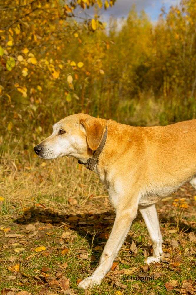 СОБАКА ДАШКА  из приюта Щербинка для бездомных животных, Москва и Московская область | mospriut