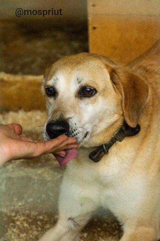 собака Дашка  из приюта «Щербинка» для бездомных животных (собаки), Москва и Московская область