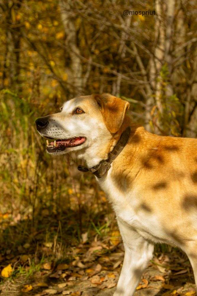 СОБАКА ДАШКА  из приюта Щербинка для бездомных животных, Москва и Московская область | mospriut