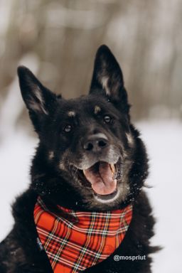 собака Малыш из приюта ищет дом