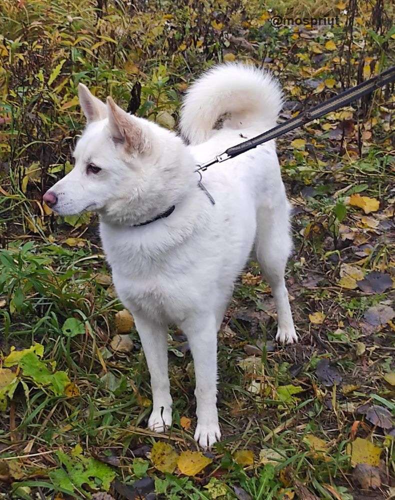 СОБАКА ЛУНА из приюта Щербинка для бездомных животных, Москва и Московская область | mospriut