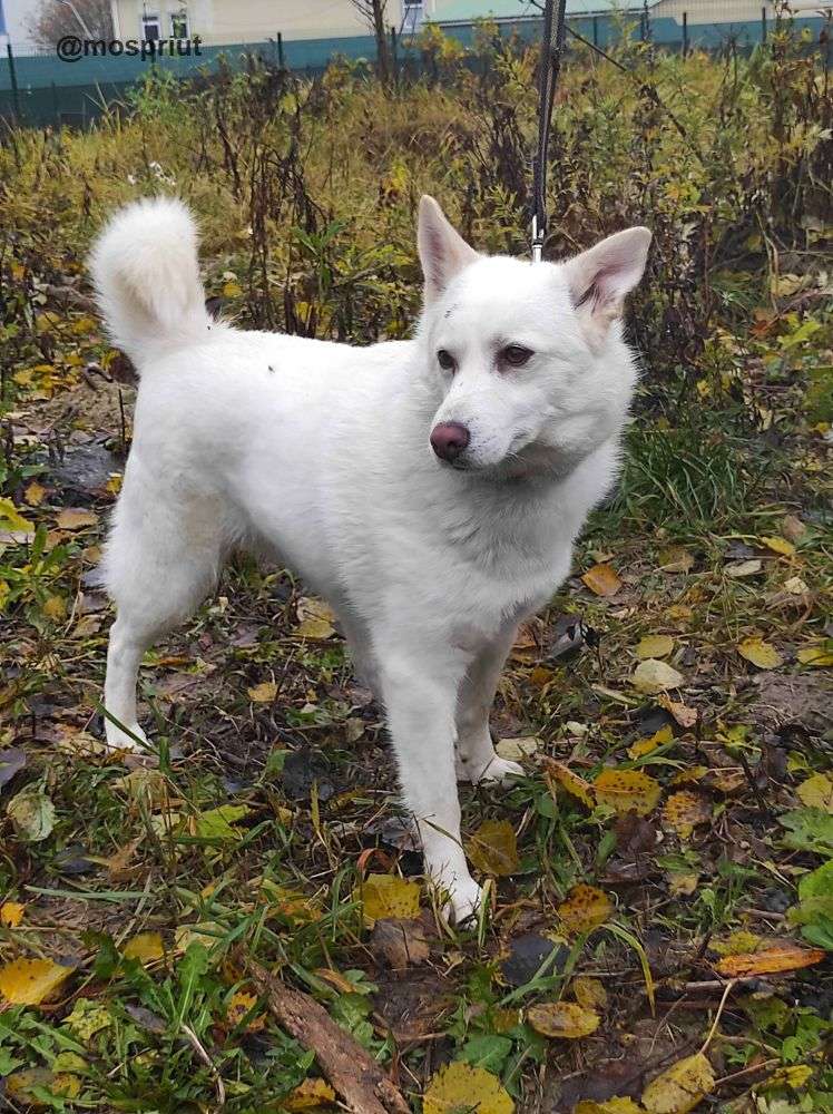 СОБАКА ЛУНА из приюта Щербинка для бездомных животных, Москва и Московская область | mospriut