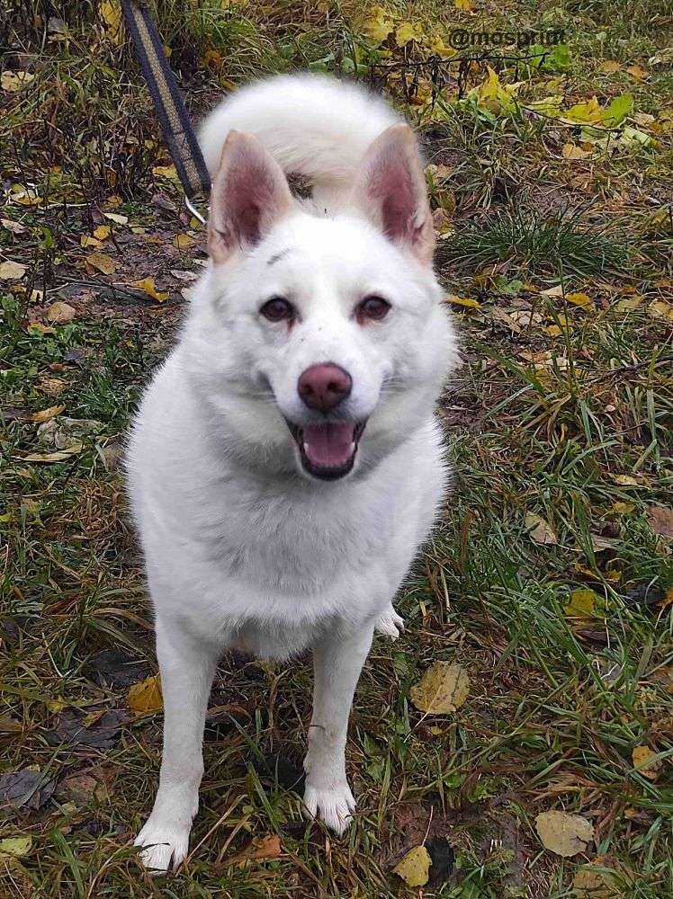 СОБАКА ЛУНА из приюта Щербинка для бездомных животных, Москва и Московская область | mospriut