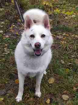 Приют для бездомных животных в Москве и Московской области | Взять собаку или кошку из приюта - mospriut