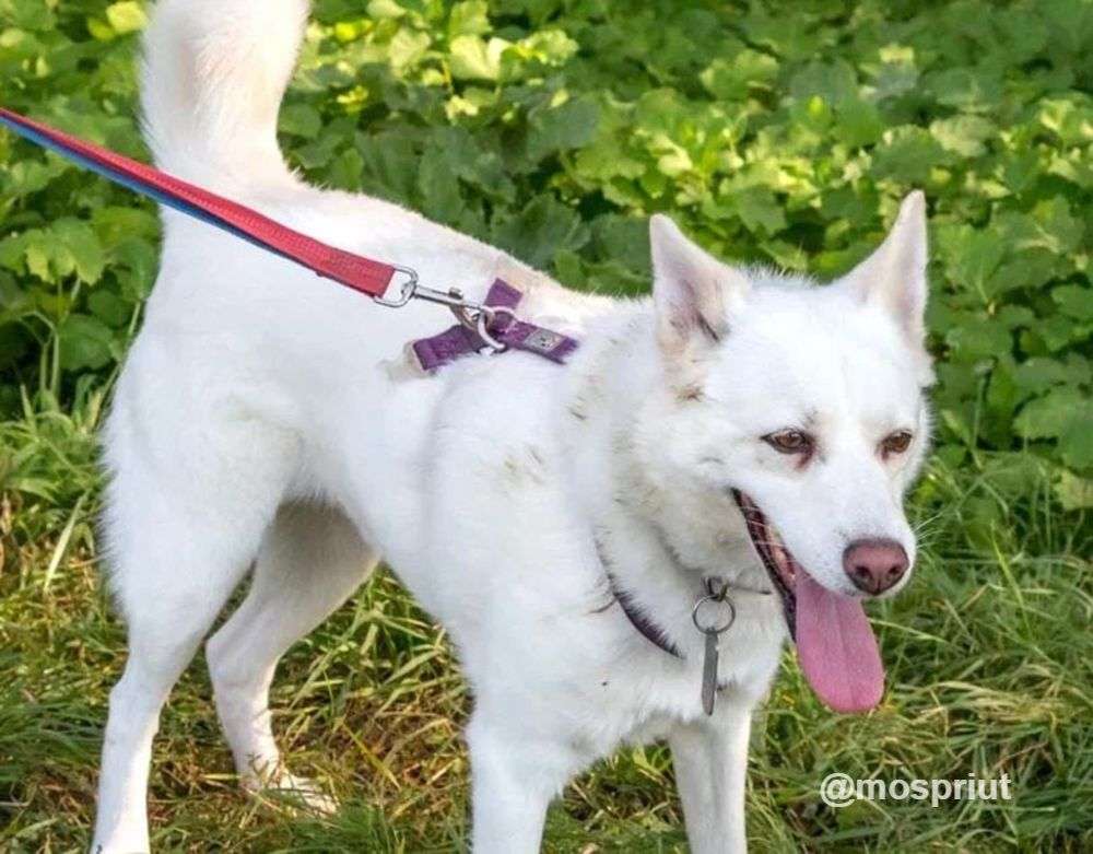 СОБАКА ЛУНА из приюта Щербинка для бездомных животных, Москва и Московская область | mospriut