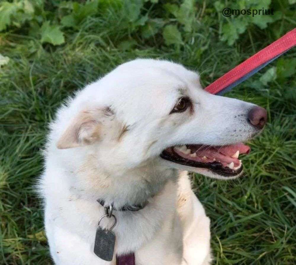 СОБАКА ЛУНА из приюта Щербинка для бездомных животных, Москва и Московская область | mospriut