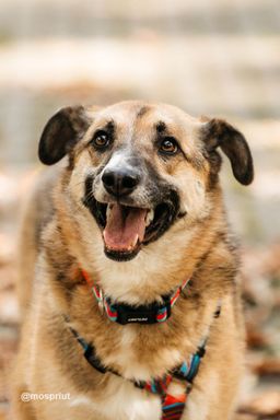 собака Мэлс из приюта ищет дом