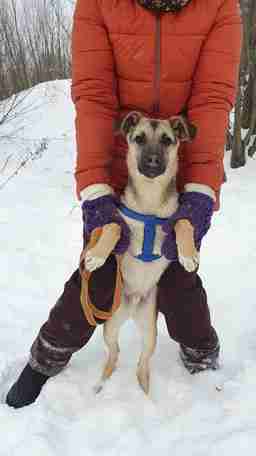 Приют для бездомных животных в Москве и Московской области | Взять собаку или кошку из приюта - mospriut