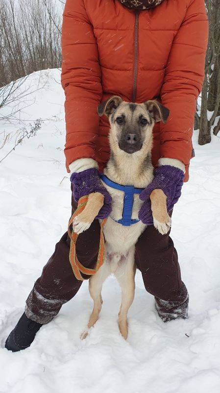 собака Остин  из приюта «Щербинка» для бездомных животных (собаки), Москва и Московская область